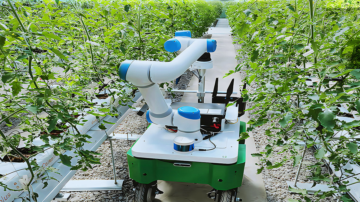 Agricultural harvesting robot